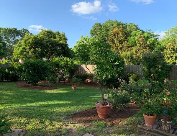 Healthy new lawn beside colorful plantings at a Houston home