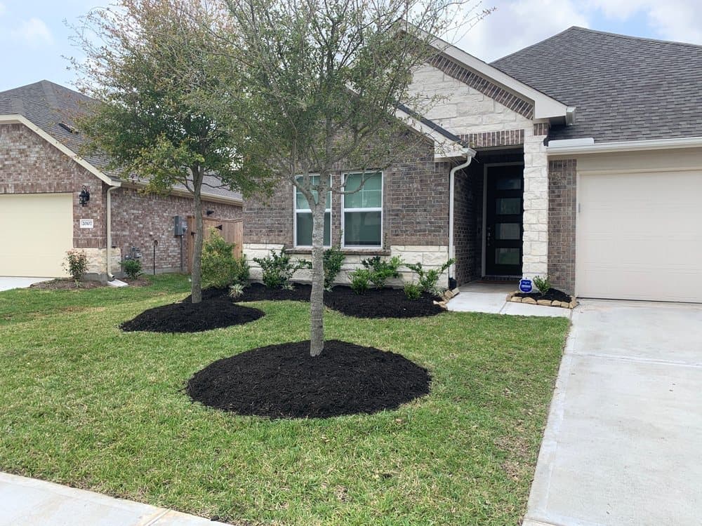 Newly planted tree in a clean mulch ring on a manicured Houston lawn